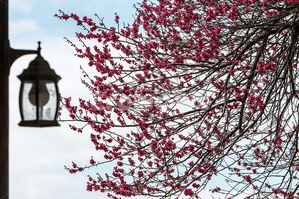 봄,꽃,나들이,홍매화,화엄사홍매화,봄,계절,spring,season,식물,자연,plants,nature,꽃,flower,plant