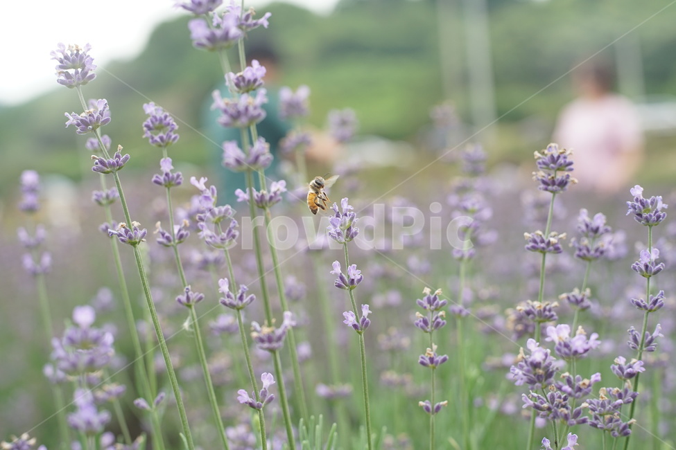 꽃,벌,곤충,풀,자연,식물,자연,plants,nature,꽃,flower,동물,animal,곤충,벌레,insect,bug