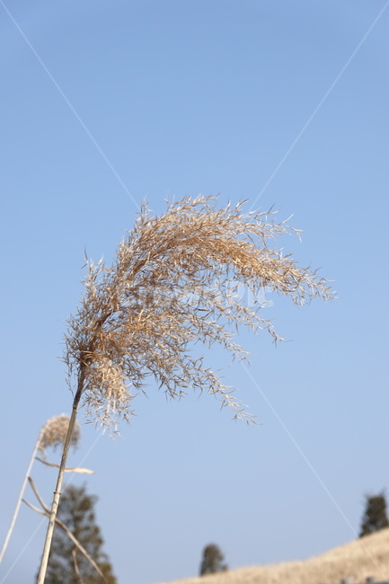 식물,plant,갈대,reed,겨울