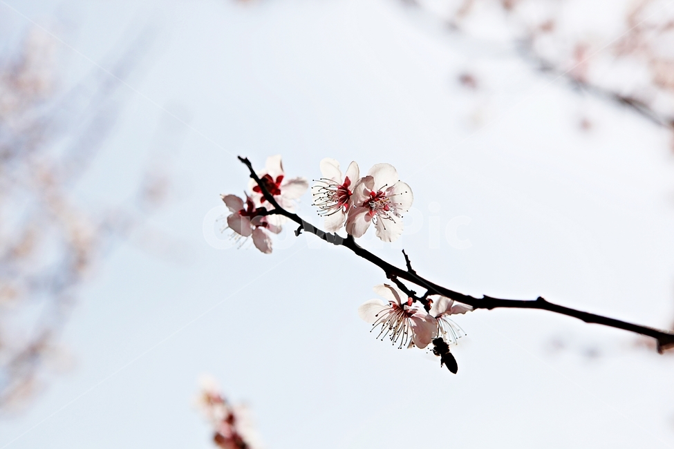 매화,꽃,매화꽃,나무,배경,자연,자연,풍경,nature,landscape,식물,plants,꽃,flower,나무,trees,wood,plant