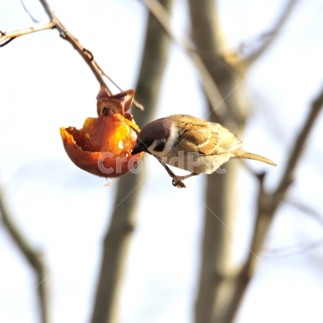 참새,조류,새,방앗간,쪽돌의사진세상,사립문,쪽돌,겨울,계절,winter,season,동물,animal,조류,새,birds,과일,열매,fruit