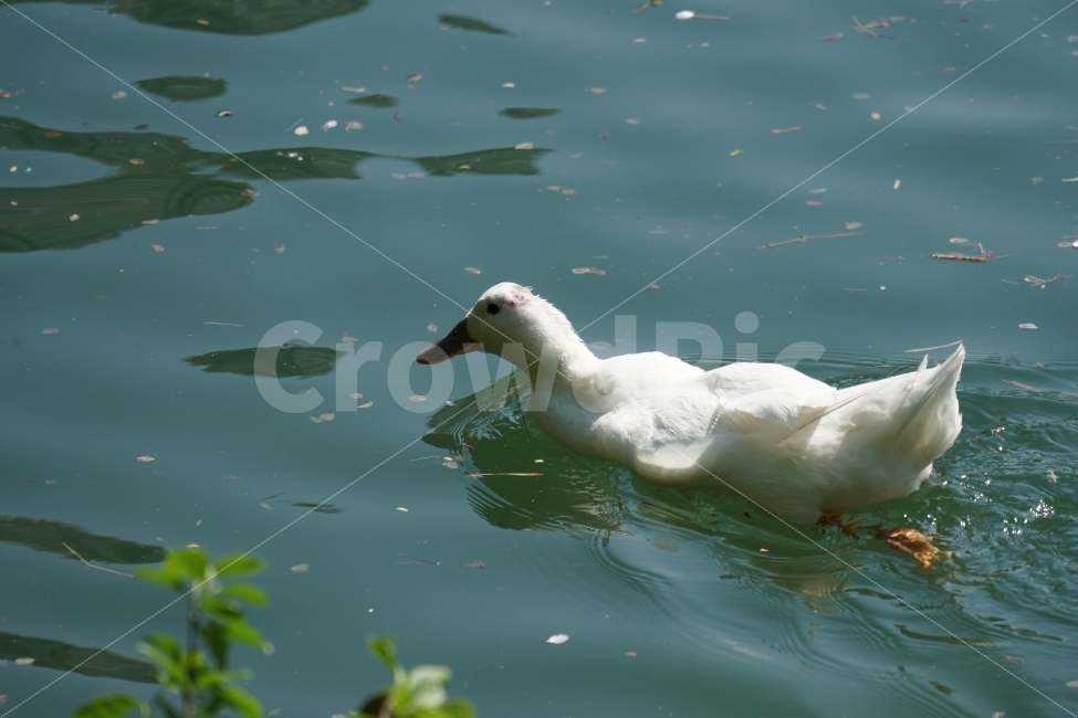 오리,백조,새,조류,동물,호수,강,자연,nature,bird,duck,lake,river,animal,헤엄,수영,swim,swan,스완,물,water,물결,감성,감성사진,스냅,스냅사진,snap,snapshot,풍경,landscape,고니,한국자연,korea,석촌호수,서울,seoul,코리아,동물,animal,조류,새,birds