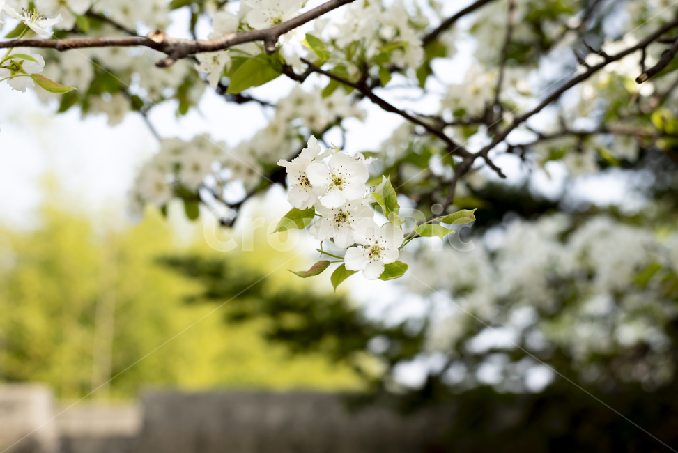 봄,벚꽃,봄닐,꽃놀이,매화,나무,plant,식물,blossom,flower,꽃,season,식물,자연,plants,nature,꽃,flower