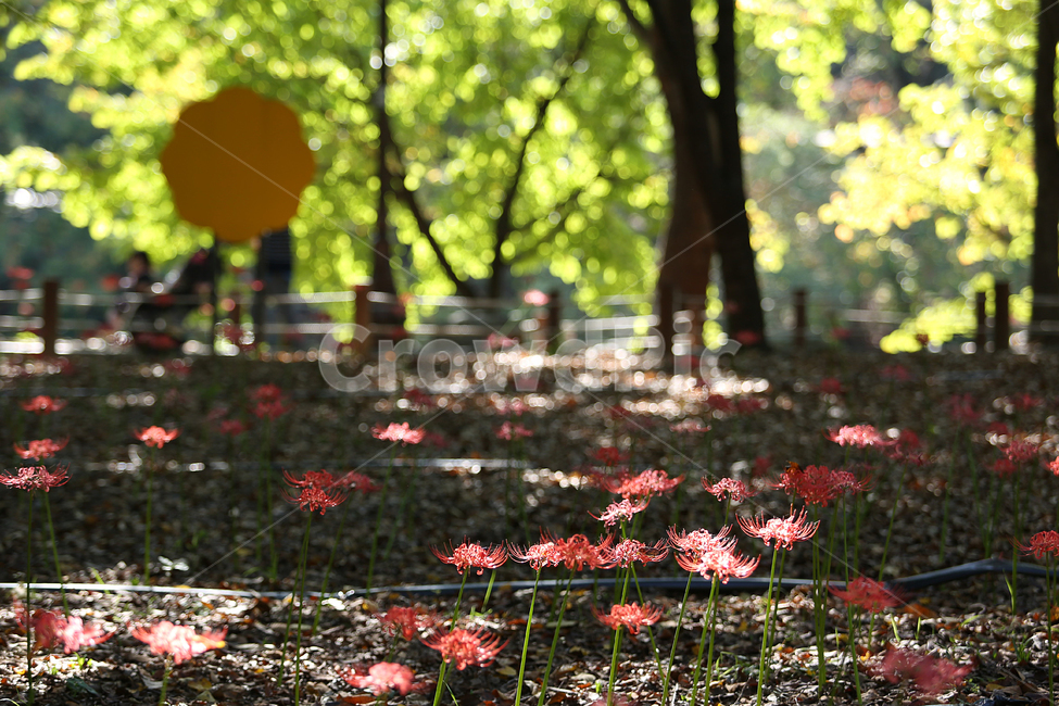 꽃무릇,분당중앙공원,공원,redspider,park,flower,red,꽃,식물,자연,plants,nature,꽃,flower