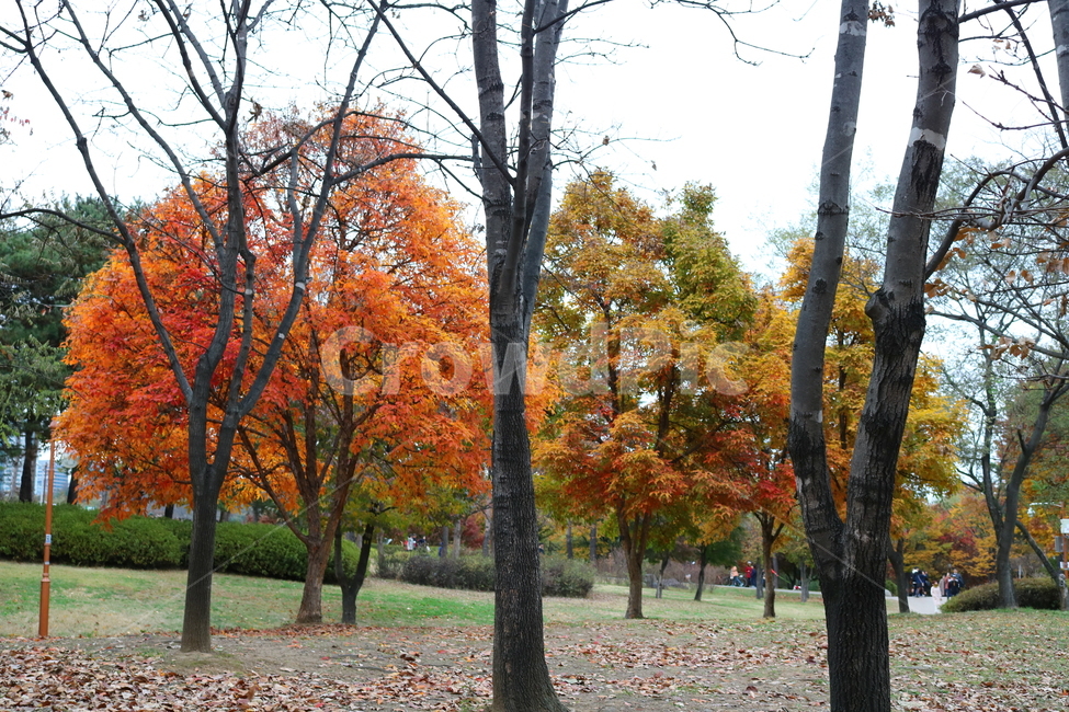 나무,복자기,복자기나무,식물,단풍,가을,자연,가을,계절,fall,autumn,season,식물,자연,plants,nature,나무,trees,wood,tree,plant,tree trunk,나무 줄기