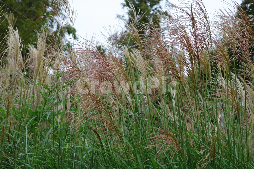 억새,풀,억새풀,식물,자연,들풀,두영,가을,식물,자연,plants,nature