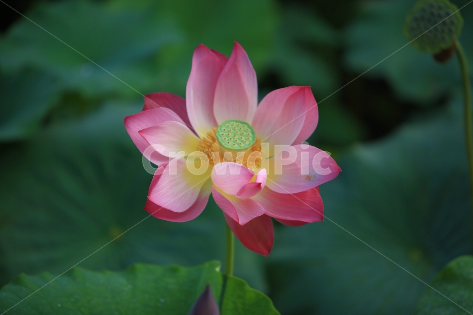 연꽃,무안,자연,풍경,접사,식물,자연,plants,nature,꽃,flower