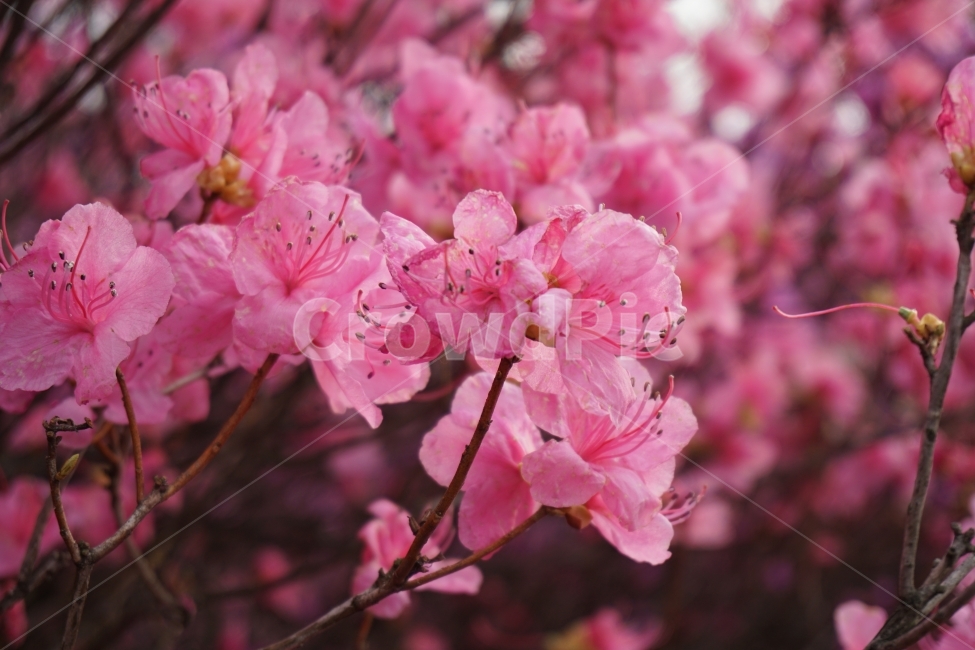 봄날,진달래꽃,아날로그,스냅,감성,봄,계절,spring,season,식물,자연,plants,nature,꽃,flower,plant,blossom