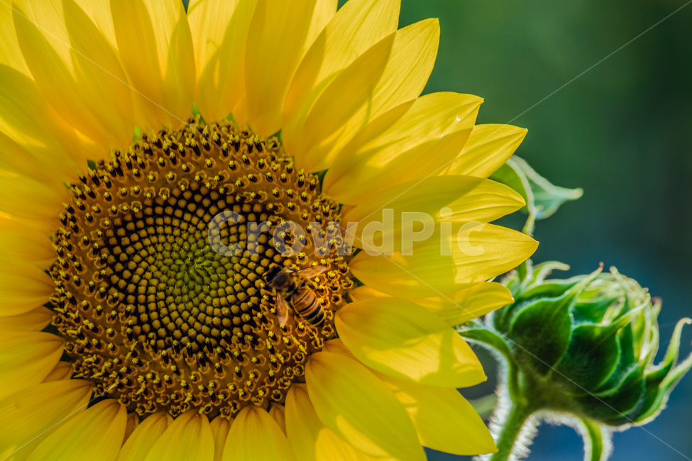 해바라기,들판,햇빛,sunflower,화사한,그린,green,sun,렌즈플레어,초록,꽃,flower,싱그러움,식물,자연,plants,nature,꽃,flower