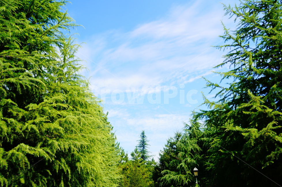 나무,tree,plant,식물,하늘,숲,맑은날,구름