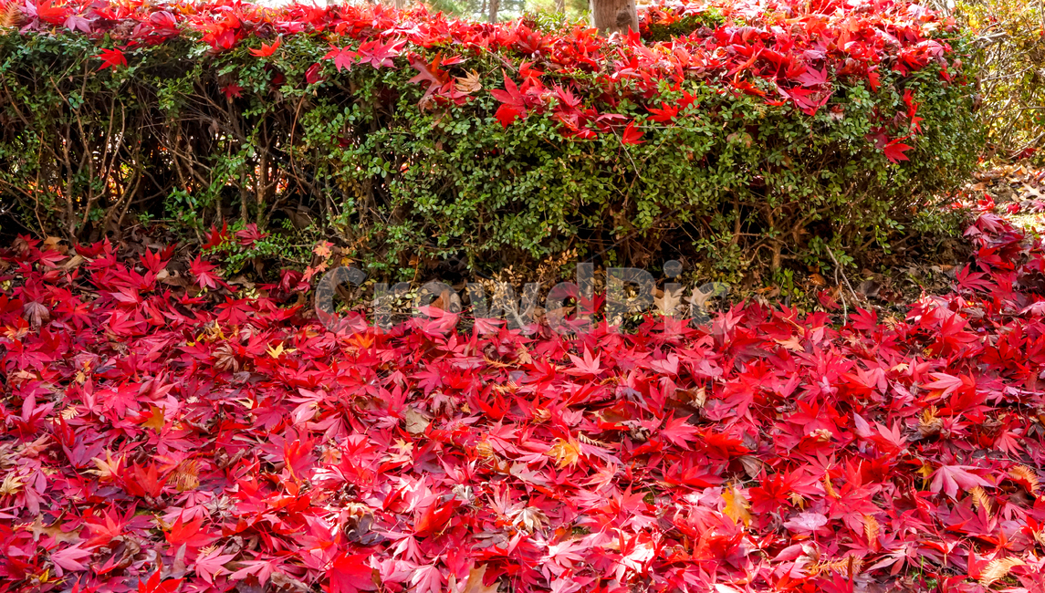 낙엽,잎새,잎파리,가을,계절,감성,식물,자연,가을,계절,fall,autumn,season,leaf,잎,plant,tree,나무