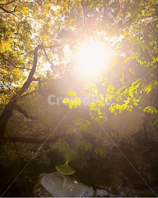flare,플레어,light,빛,sunlight,햇빛