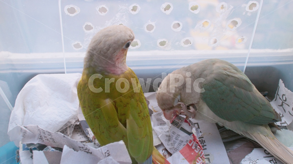 반려동물,애완동물,앵무새,새,동물,parrot,bird,animal