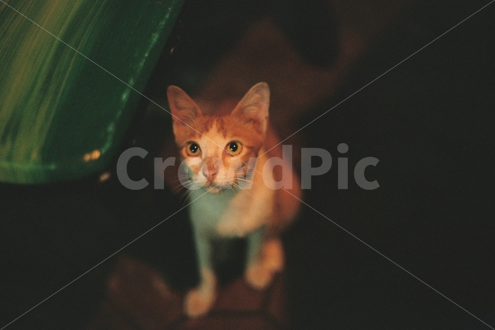 고양이,반려묘,필름카메라,필름사진,동물,동물,animal,포유류,mammal,고양이,cat,kitten,kitty,감성,sensible,feeling