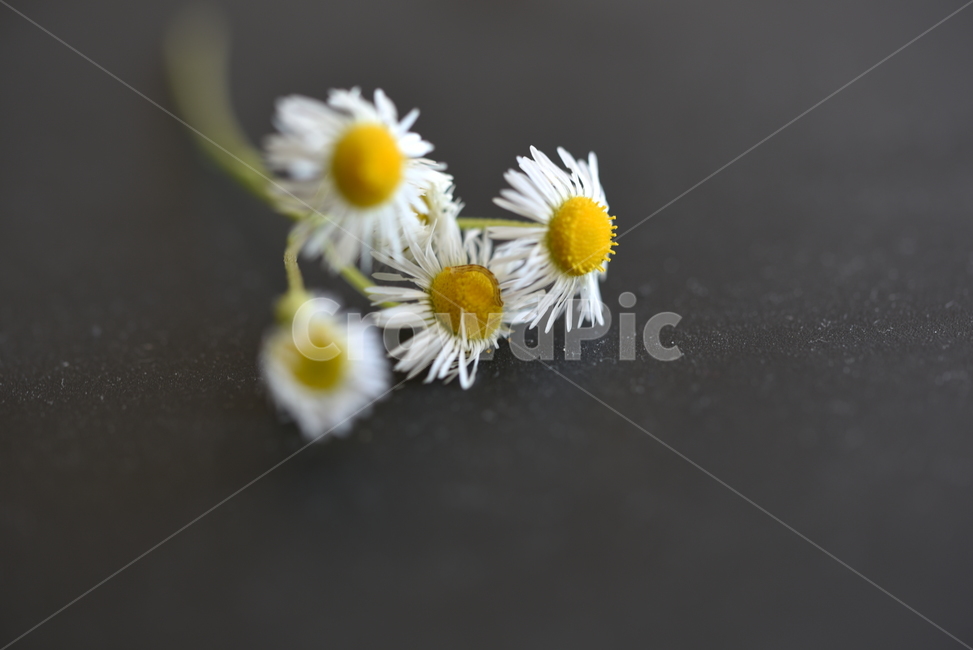 daisy,데이지,plant,식물,꽃,접사,꽃,flower