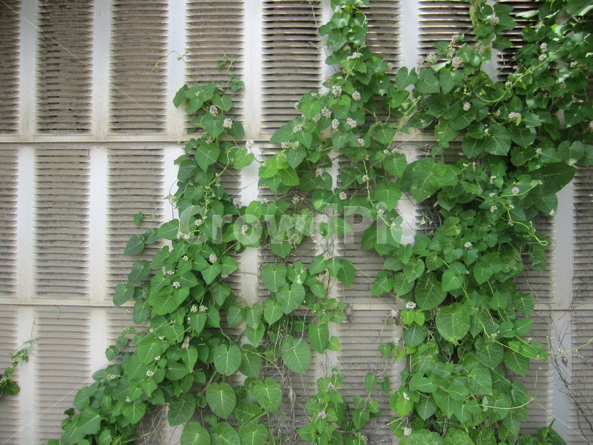담벼락,담,벽,담쟁이,덩굴,식물,잎사귀,leaf,ivy,잎,담쟁이덩굴,자연,회색,초록,식물,자연,plants,nature,꽃,flower,건축물,건물외관,exterior,building,structure,architecture,construction