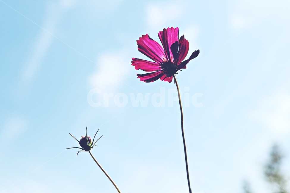 코스모스,꽃,꽃잎,식물,자연,공원,가을,가을꽃,가을,계절,fall,autumn,season,식물,자연,plants,nature,꽃,flower