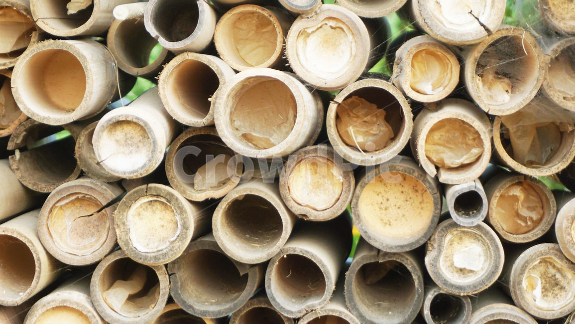 대나무,나무,동그라미,동그란나무,wood,잘린대나무