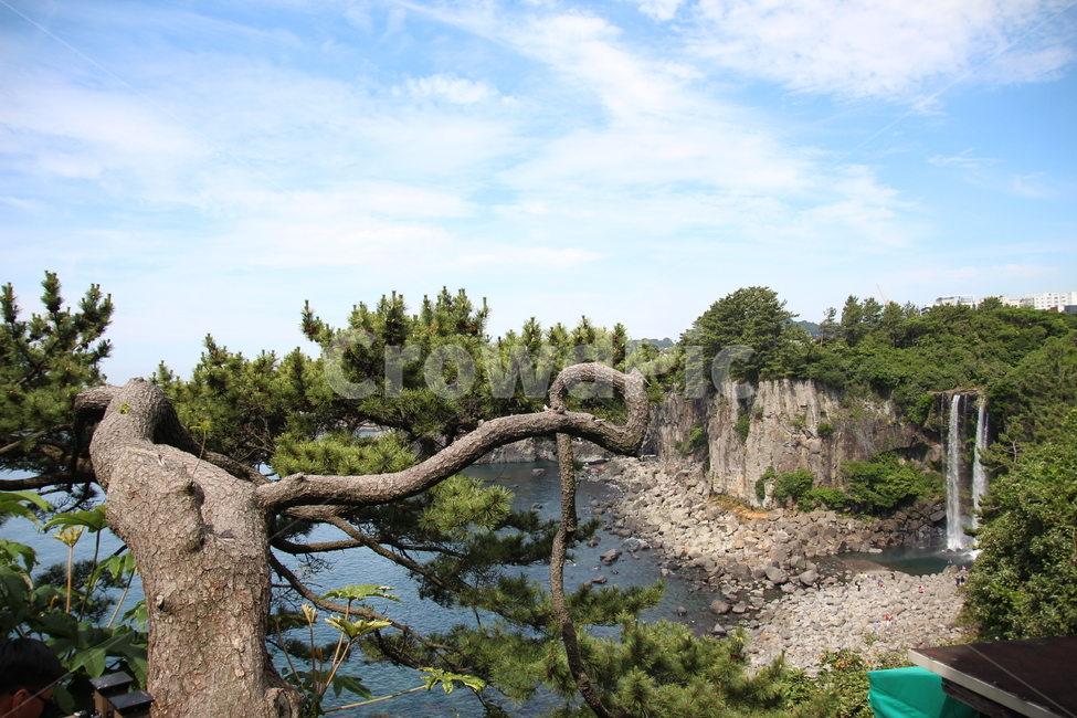 제주도,정방폭포,소나무,특이한나무,풍경