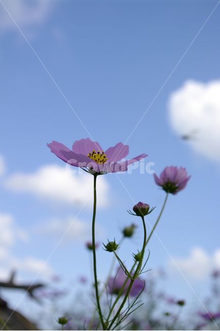 코스모스,가을,꽃,식물,flower,가을,계절,fall,autumn,season,식물,자연,plants,nature,꽃,flower,plant
