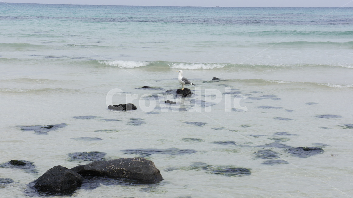 갈매기,바다,푸른바다,바위,에머랄드빛,나홀로,외톨이,rock,sea,emerald,seagull,gull,제주,제주도,jeju,jejuisland,자연,풍경,nature,landscape,동물,animal,조류,새,birds