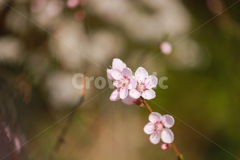 식물,꽃,blossom,봄,핑크