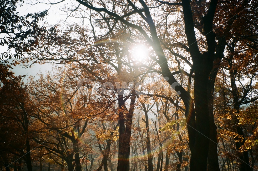 필름카메라,필름사진,가을,태양,나무,숲,가을,계절,fall,autumn,season,식물,자연,plants,nature,나무,trees,wood,휴식,힐링,rest,relaxation,healing,tree,tree trunk,나무 줄기,plant,light,빛,flare,플레어