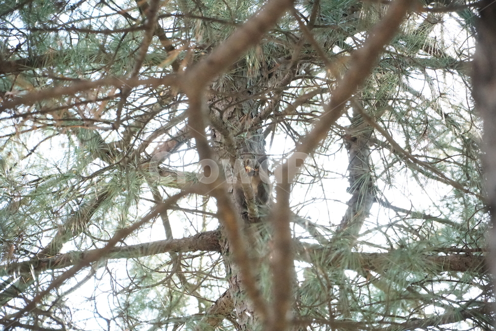 청설모,청솔모,다람쥐,쥐,동물,숲,나무,자연,새끼,도토리,squirrel,nature,mouse,forest,tree