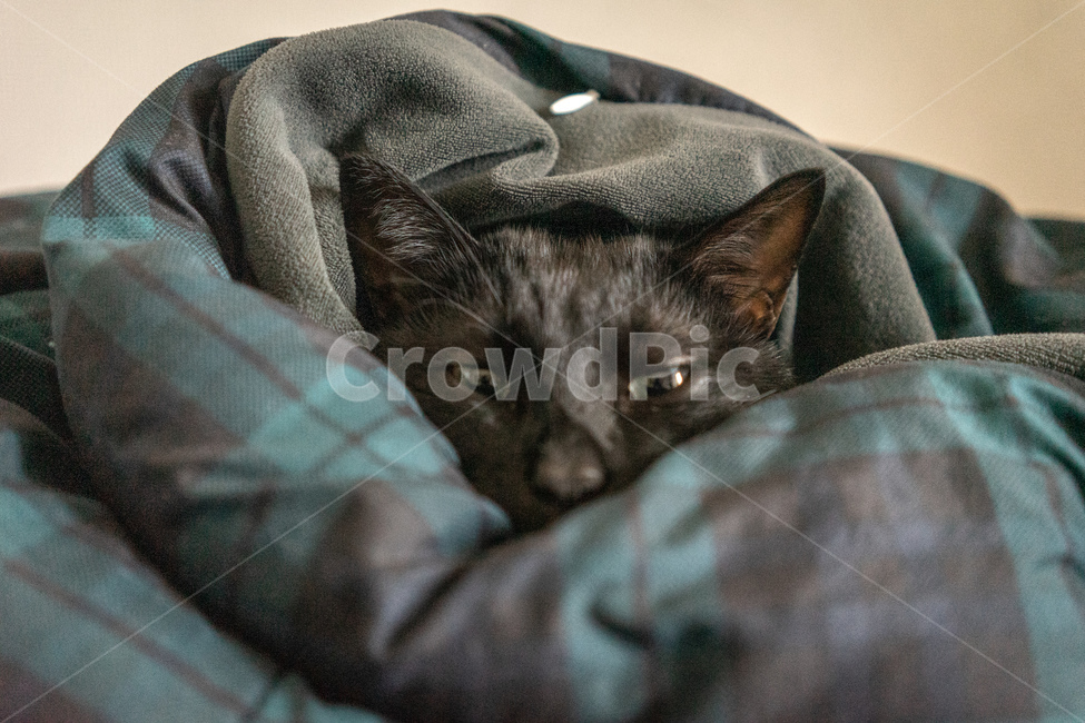 고양이,cat,이불,낮잠,sleep,검은고양이,반려묘,애완묘,애완동물,냐옹이,animal,koreanshorthair,kitty,포유류,mamal,kitten,코리안숏헤어,집고양이