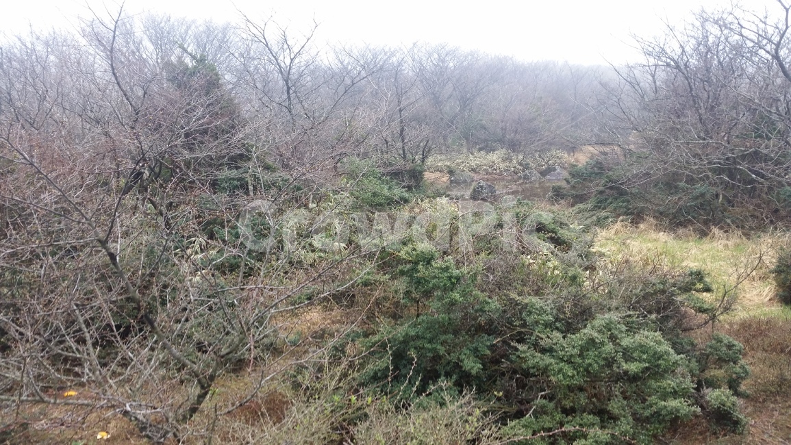 나무,덩굴,숲,산,넝쿨,tree,creeper,forest,wood,grove,수풀,덤불숲,삼림지대,thicket,woodland,mountain