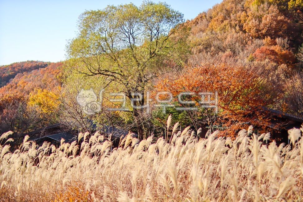 Yongin Natural Recreation Forest,Reed Festival,autumn scenery,autumn,silver grass field,Silver Grass Festival,reed field