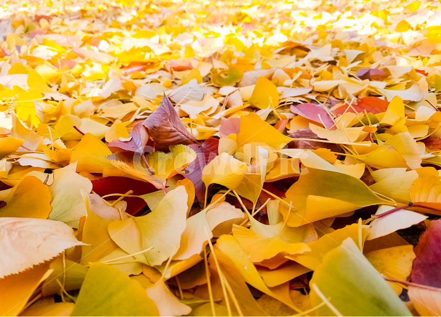 낙엽,가을,은행잎,자연,식물,나무,가을,계절,fall,autumn,season,leaf,잎,plant,tree