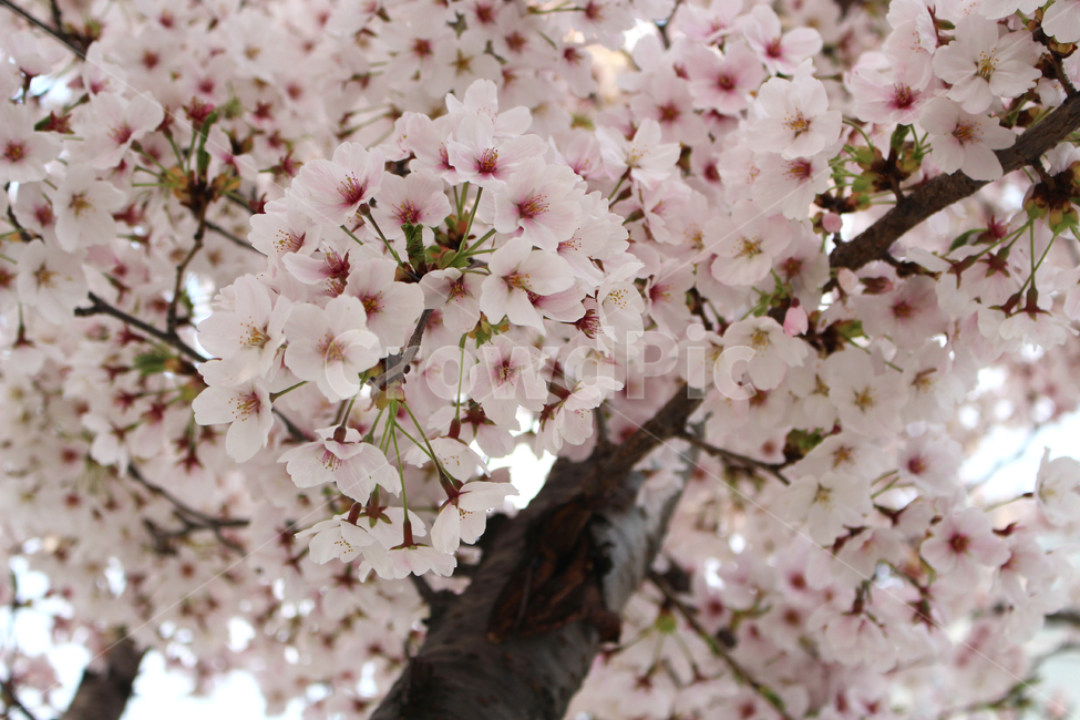 벚꽃,봄,자연,감성,spring,flower,nature,cherryblossom,꽃
