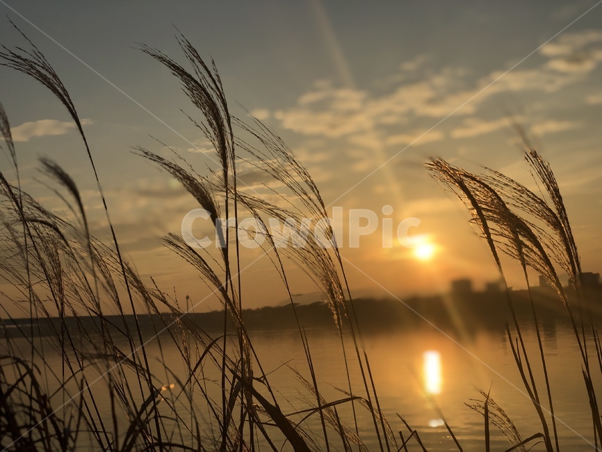 flare,플레어,light,빛,가을,가을하늘,갈대,갈대밭,sky,autumn