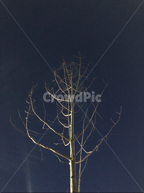 tree,나무,plant,식물,night,밤