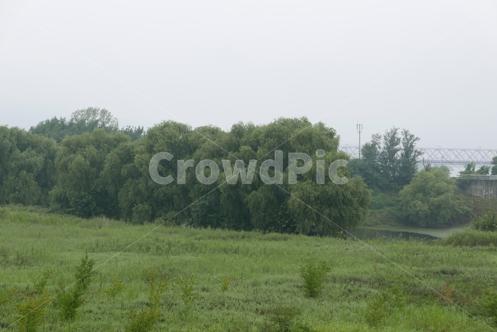 식물,초원,나무,공원,plant,tree,자연,풍경,nature,landscape,field,들,outdoors,옥외,grassland,목초지,rural,농촌,farm,농장