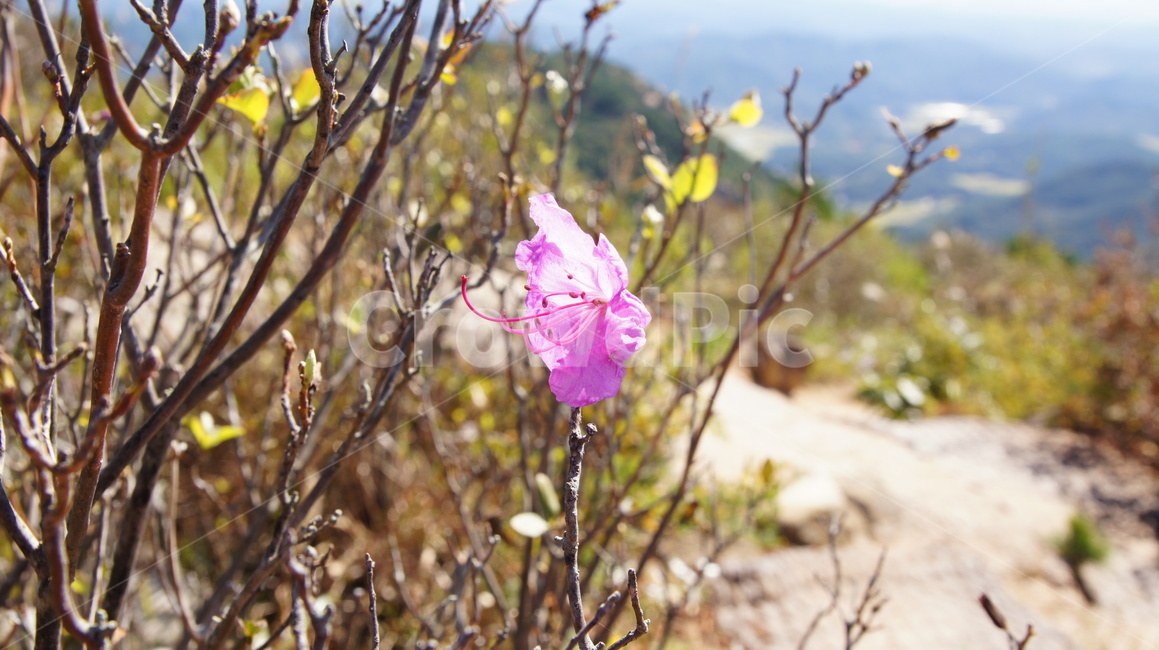 blossom,geranium,제라늄,flower,꽃,plant,식물,철쭉,꽃한송이