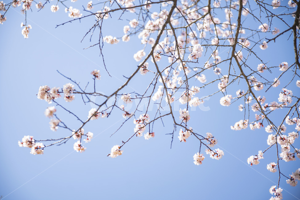 벚꽃,벚나무,봄,봄꽃,꽃,꽃나무,plant,식물,blossom,flower,식물,자연,plants,nature,꽃,flower