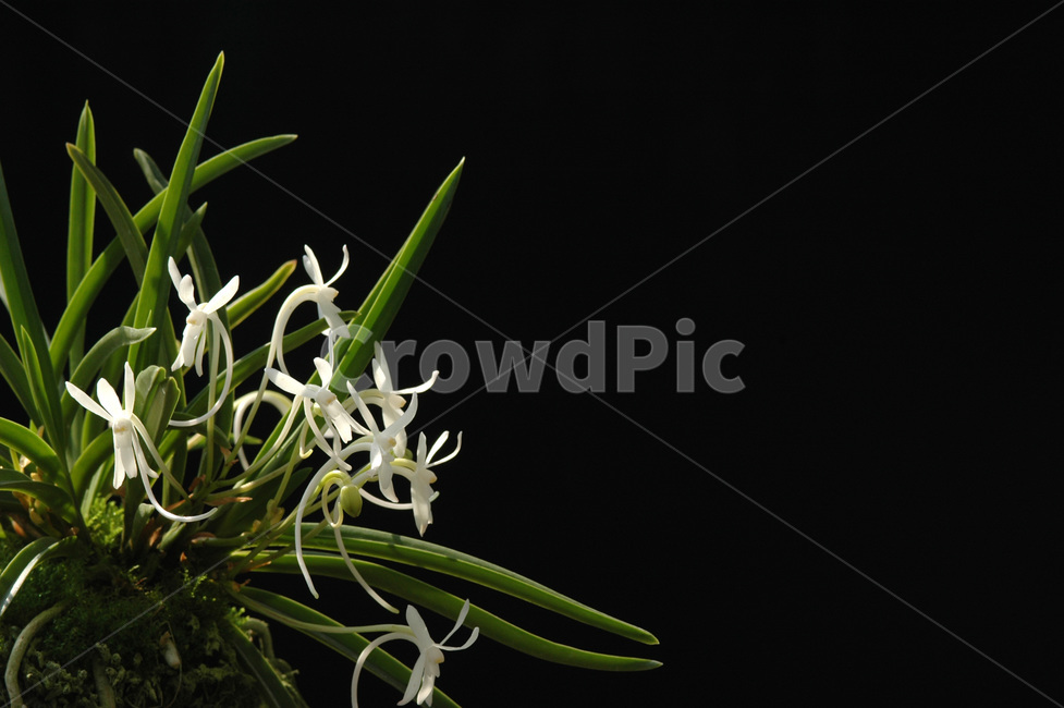 풍란,風蘭,난초,야생란,꽃,식물,자연,plants,nature,꽃,flower