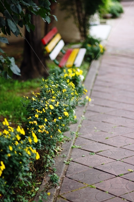 국화,벤치,꽃길,국화꽃,아파트단지,식물,자연,plants,nature,꽃,flower