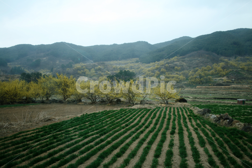 산수유마을,봄,봄날,봄비,감성,spring,flower,풍경,봄,계절,spring,season,자연,풍경,nature,landscape,한국자연풍경,한국자연경관,korea nature landscape,outdoors,옥외