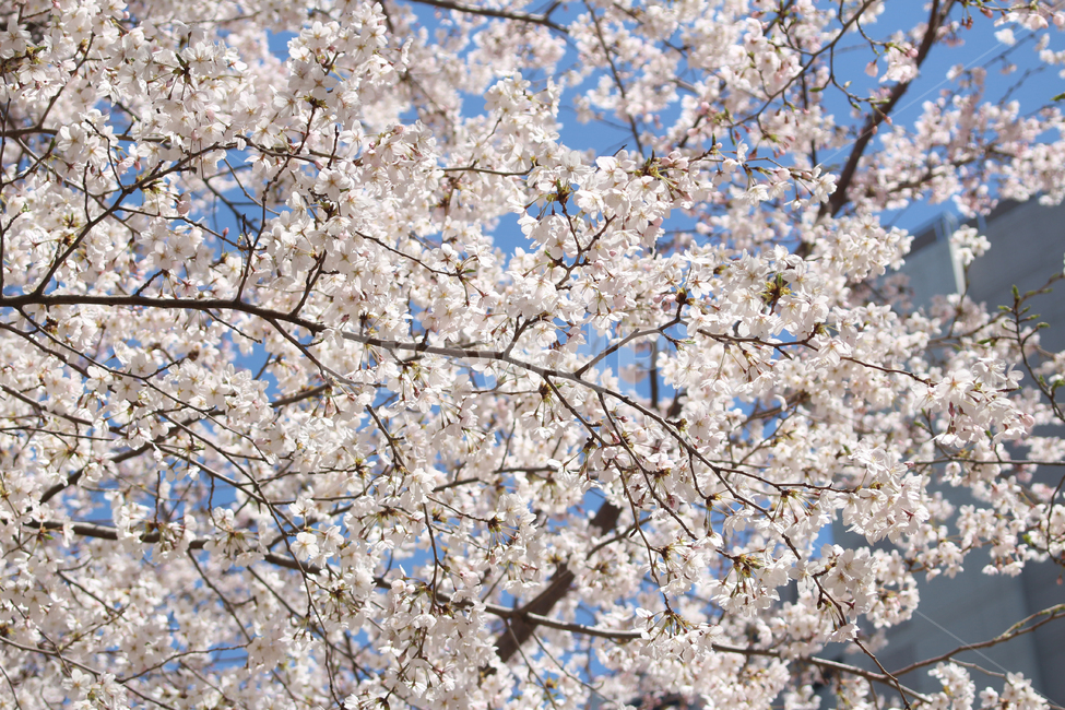 벚꽃,사쿠라,cherryblossom,봄,꽃,봄꽃,자연,봄,계절,spring,season,식물,자연,plants,nature,꽃,flower,plant,blossom