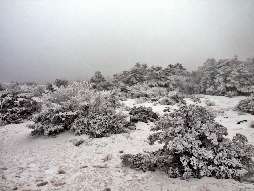 한라산,설화,눈꽃,눈,겨울,풍경,설원,설경,산,자연,제주도,겨울,계절,winter,season,제주도,jeju,jeju island,tree,나무,fir,전나무,plant,식물,abies,아비,nature,outdoors,옥외