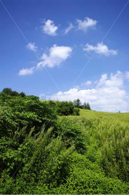 하늘,식물,초록,풍경,구름,자연,nature,들,목초지,자연,풍경,nature,landscape