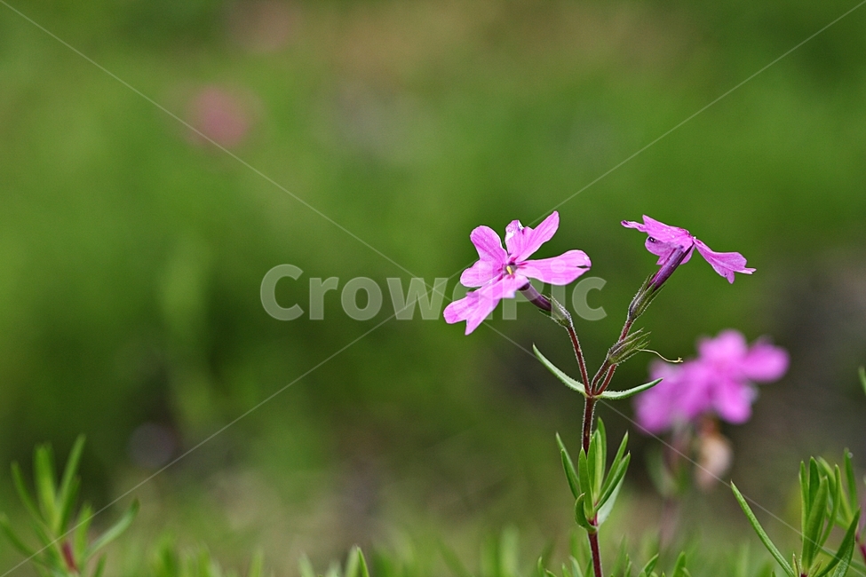 꽃,봄,자연,식물,플라워,공원,식물,자연,plants,nature,꽃,flower