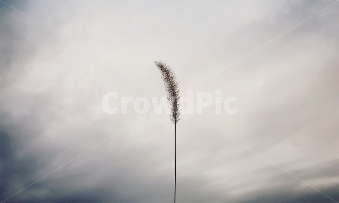 비갠오후,강아지풀,비그친하늘,늦은가을,풀잎,식물,자연,plants,nature