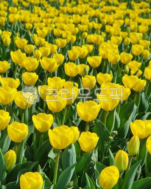 plant,flower,꽃,노란색,튤립,봄