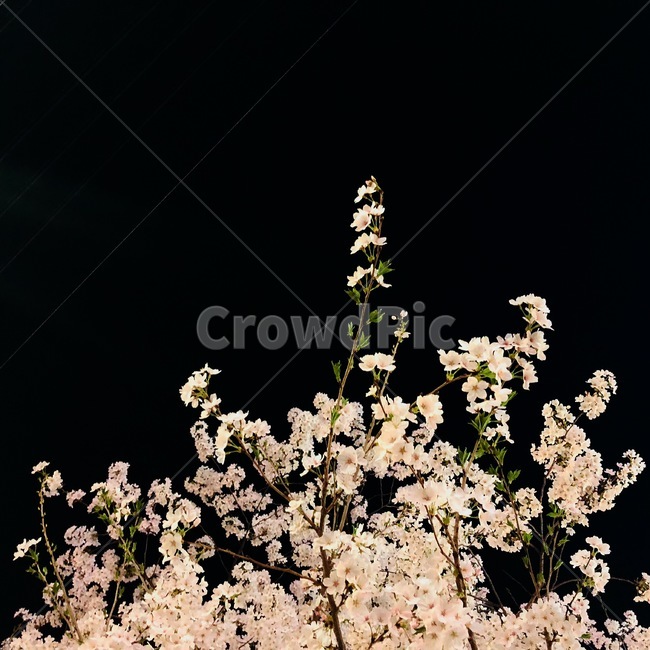 벚꽃,봄,핸드폰배경,4월,꽃,폰배경,배경화면,봄,계절,spring,season,야경,밤,풍경,nightscape,night,landscape,식물,자연,plants,nature,꽃,flower,누끼,remove background,plant