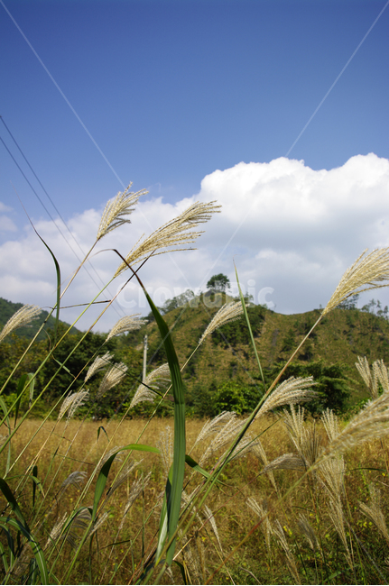 억새,가을,하늘,식물,구름,가을,계절,fall,autumn,season,grass,잔디,plant,vegetation,초목,lawn