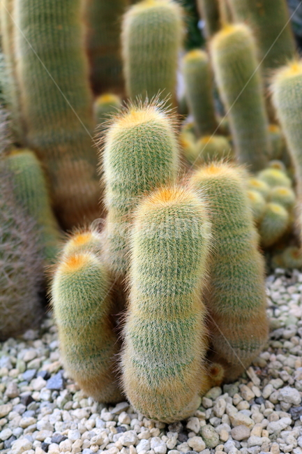 선인장,금황환,식물,자연,가시,식물,자연,plants,nature